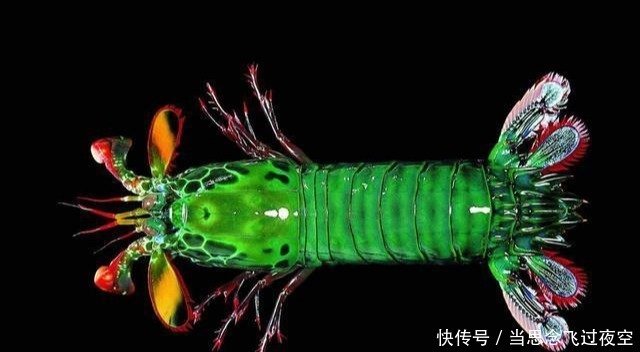 只能用防弹玻璃装载的生物 外表好看 有着其他动物都没有的技能 快资讯 只能用防弹玻璃装载的生物 外表好看 有着其他动物都没有的技能 快资讯