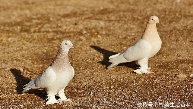 肉鸽场需要哪类肉鸽舍 这里有好几种鸽舍供你选择 你想选哪种 快资讯