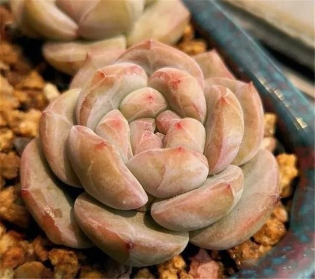 不是所有的多肉都适合叶插 这几种要枝插 快资讯