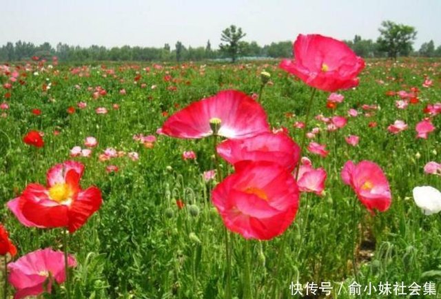 女子在郊外发现大量罂粟花后立刻报警 警察来后哭笑不得 快资讯