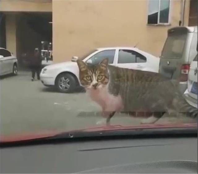 猫咪隔着玻璃与司机对视结果猫咪傻眼了 快资讯 猫咪隔着玻璃与司机对视结果猫咪傻眼了 快资讯