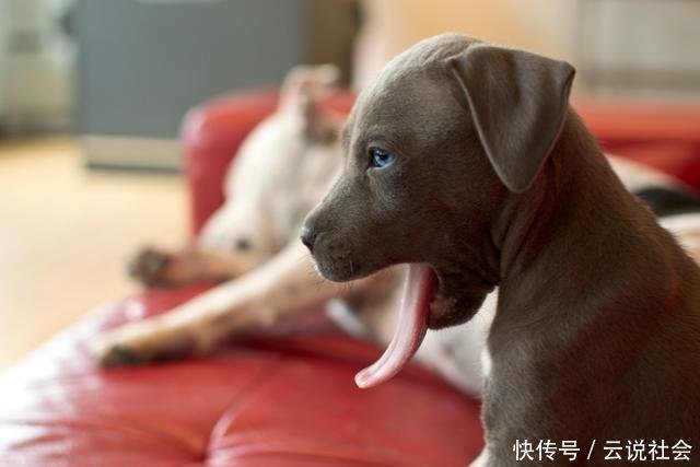 狗狗吃完东西肚子咕噜响 是又饿了 伴随这症状 就是急性肠胃炎 快资讯