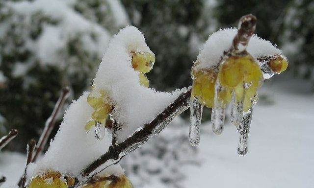 此花艳而不俗香气浓而清 迎霜傲雪金黄似蜡 象征顽强不屈的高傲 快资讯