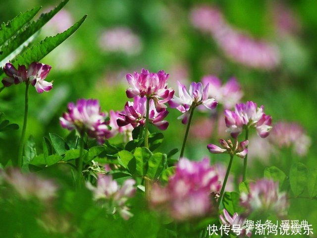 此花是幸福的象征 状若蝴蝶又如鸡雏 清新自然鲜亮清甜 快资讯