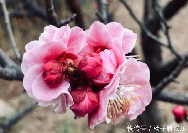 正月二十八出九 俗语 花开九不尽 花郎啃树皮 啥意思 快资讯