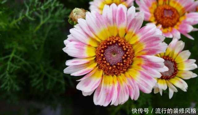 赏菊 不如养一盆 花环菊 花色绚丽 繁殖能力强 美家还好养 快资讯
