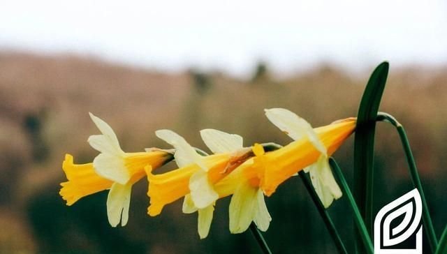 植培施 黄水仙narcissus Pseudo Narcissus球根 宿根栽培手册 快资讯