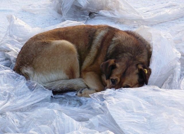 冬天快要来临了 在户外生活的狗狗该怎么办 狗狗可以睡在户外吗 快资讯