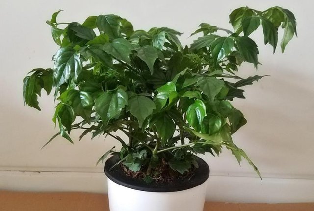 夏至后 室内花草盆栽爱黄叶 满足4大要素 没毛病 快资讯