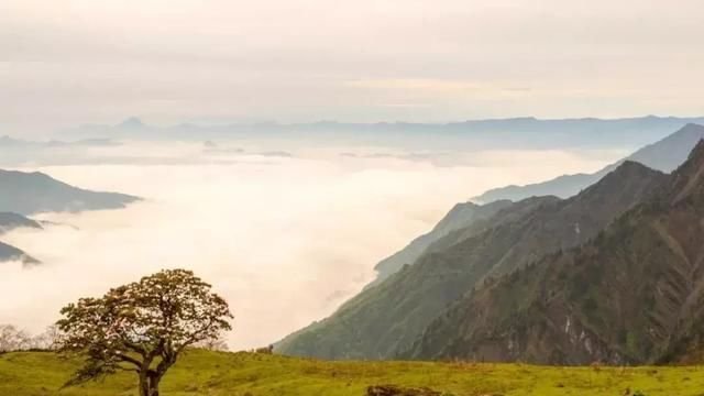 绵阳还有个网红 天国花园 万亩杜鹃花开满山 美到惊艳 快资讯