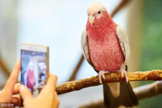国内罕见粉色玄凤鹦鹉 你肯定没有见过 其实它叫 粉红巴丹 快资讯