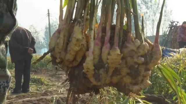 十亩地挣几十万 他靠种姜发了财 快资讯