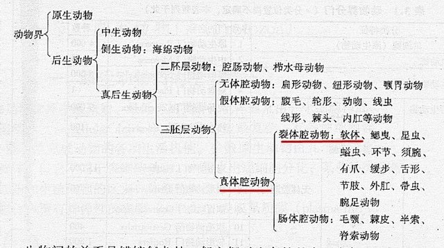 动物志 真体腔不分节动物之软体动物门 快资讯