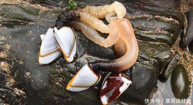 这种动物自己不会走 却能游遍四大洋 身体很小 却是蓝鲸的梦魇 快资讯