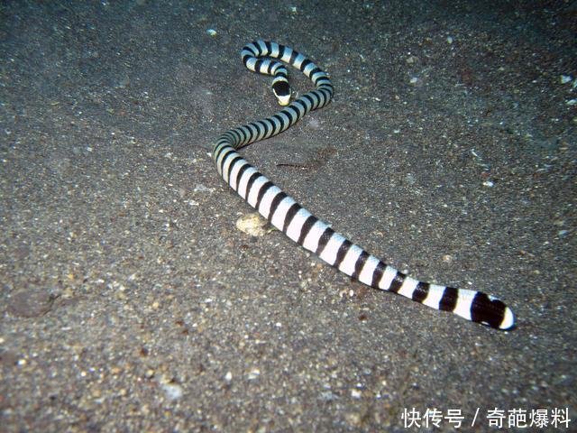 世界排名前六名的毒蛇 最后一种毒液可以毒死100头牛 快资讯 世界排名前六名的毒蛇 最后一种毒液可以毒死100头牛 快资讯