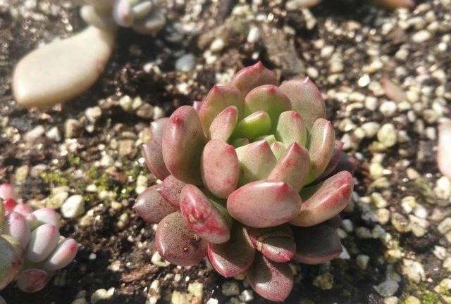 纯泥炭土养多肉 这可能又是一条不归路 快资讯 纯泥炭土养多肉 这可能又是一条不归路 快资讯