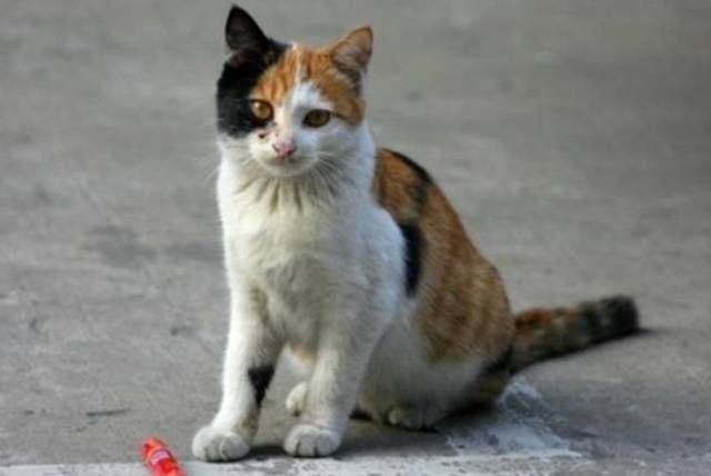 流浪猫去偷香肠 同伴放哨 分工明确 网友 你为什么这么熟练啊 快资讯