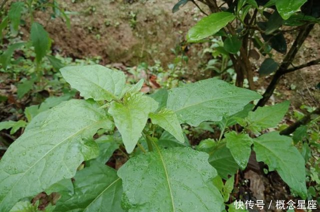 在广西被俗称为 白花菜 的小植物 是一种常见野菜 你们认识吗 快资讯