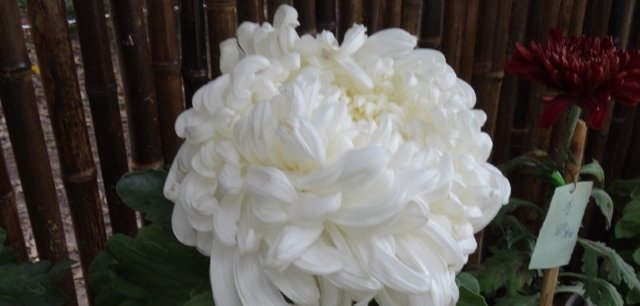 喜欢菊花 就养盆 珍品名菊 白如雪 似太白积雪 高贵淡雅 快资讯