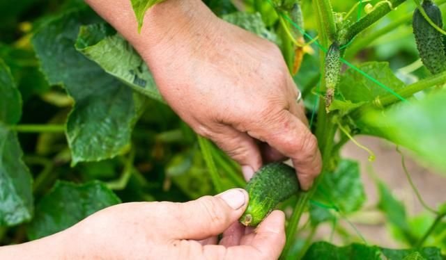 4招防病 9种防虫 生物防治让小菜园远离病虫害 绿色又健康 快资讯