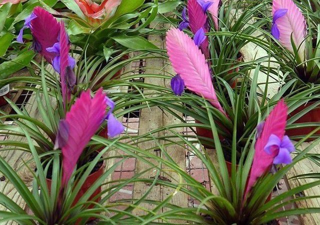 积水凤梨的顶部叶冠可灌水 和其他品种差别可大了 快资讯 积水凤梨的顶部叶冠可灌水 和其他品种差别可大了 快资讯