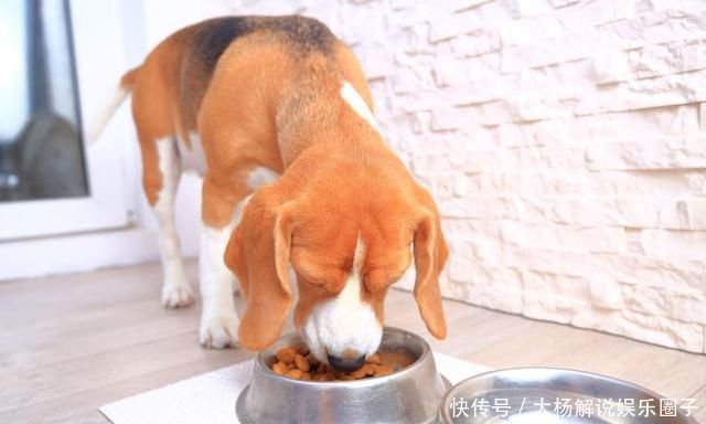 像饿鬼一样的狗狗突然失去食欲 主人需要排查原因 让它恢复健康 快资讯