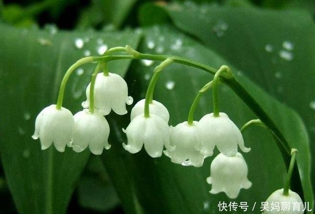 淑女之泪 铃兰花 高雅浪漫 却容不得水仙和丁香 植物真奇特 快资讯 淑女之泪 铃兰花 高雅浪漫 却容不得水仙和丁香 植物真奇特 快资讯