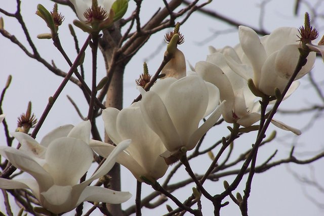 三八节济南踏青赏花诗意浓 快资讯