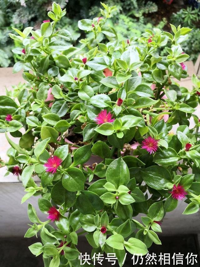 此室内盆栽绿植 好养如绿萝 观叶又赏花 开花频繁 更值得栽培 快资讯 此室内盆栽绿植 好养如绿萝 观叶又赏花 开花频繁 更值得栽培 快资讯