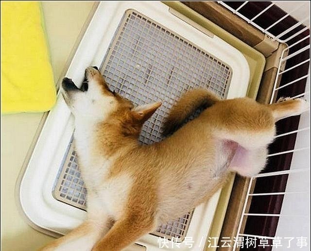 柴犬绝育闷闷不乐 半夜发现它躲在笼子里嚎叫 开灯一看不淡定了 快资讯