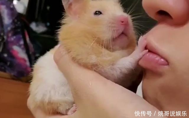 主人想亲仓鼠 它却伸出小手手拒绝不要 我可不是随便的鼠 快资讯