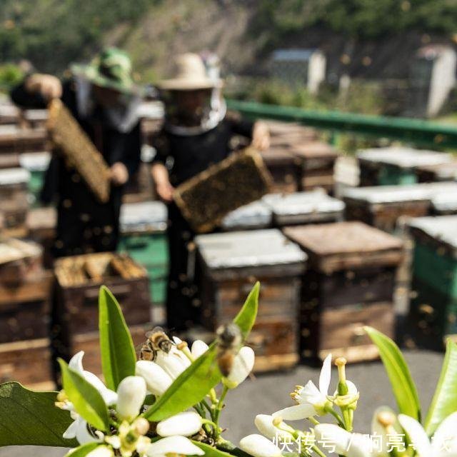 湖北宜昌三峡库区40多万亩橘花盛开 养蜂人采蜜忙 快资讯 湖北宜昌三峡库区40多万亩橘花盛开 养蜂人采蜜忙 快资讯