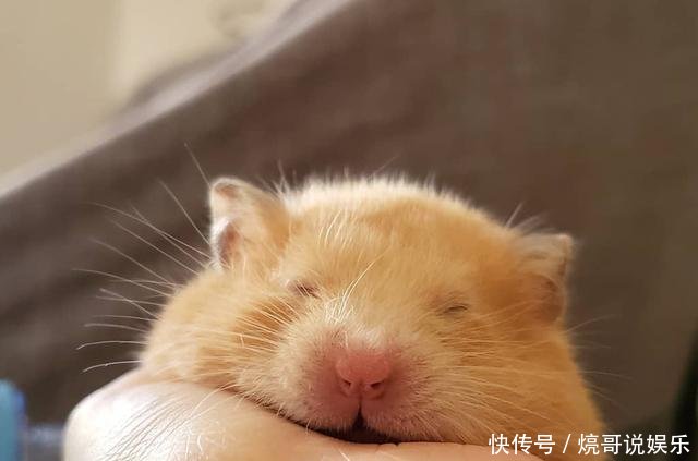 主人想亲仓鼠 它却伸出小手手拒绝不要 我可不是随便的鼠 快资讯