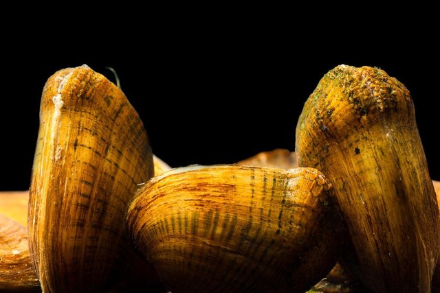 美国淡水贻贝正在消失 科学家 可能是病毒引起 快资讯 美国淡水贻贝正在消失 科学家 可能是病毒引起 快资讯