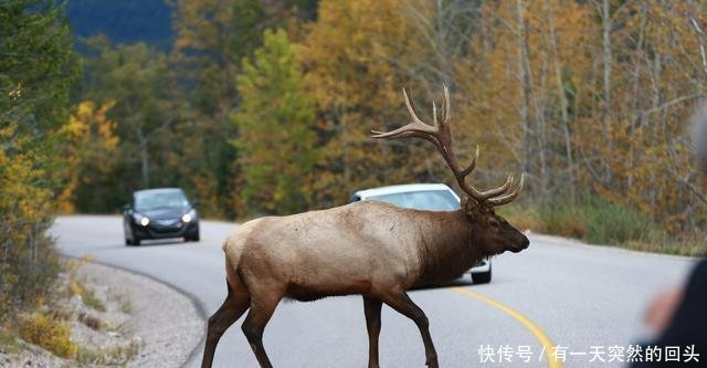 被车撞死的动物能吃吗美国动物管理局我们提供烹饪课程 快资讯 被车撞死的动物能吃吗美国动物管理局我们提供烹饪课程 快资讯