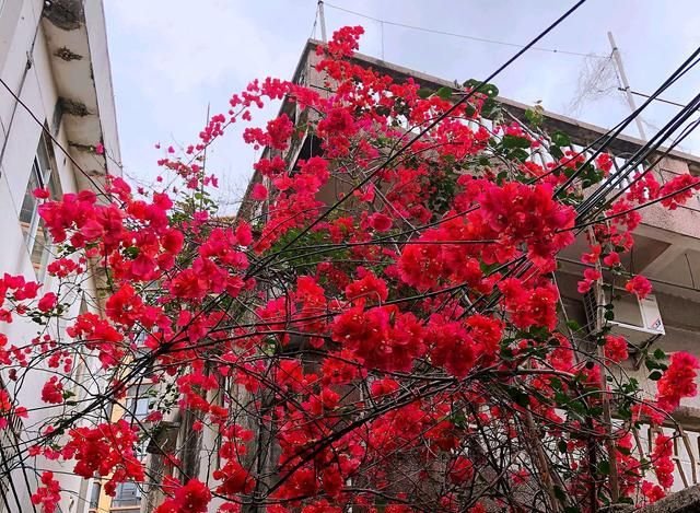 开花爆盆的盆栽三角梅改为地栽后枝叶旺长开花少 4招枝粗花爆盆 快资讯