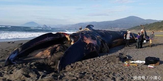 世界上最大生物没有天敌 死后也不省心经常自爆 快资讯