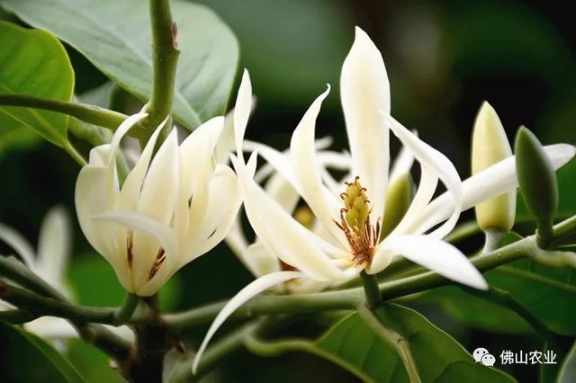 佛山市花 白兰花 开了 姿态优雅 满城飘香 快资讯