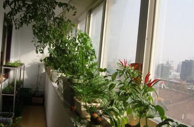8种家庭自制花肥 将垃圾变成宝 养花用上很有效 快资讯