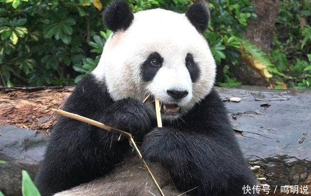大熊猫家族 护牙 换假牙 全世界第一只戴钛合金牙套的大猫熊 快资讯