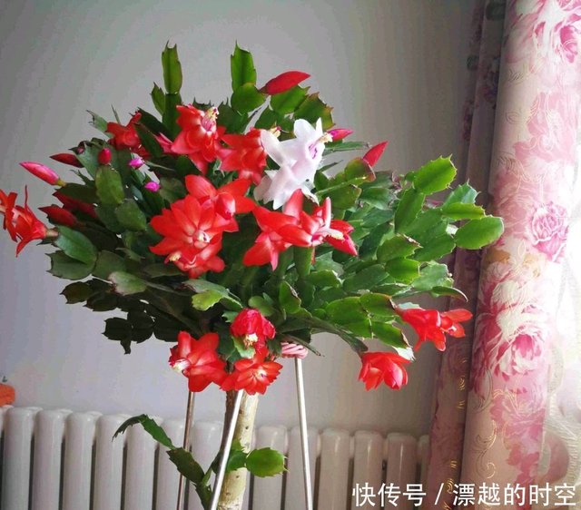 蟹爪兰在秋季什么时候摘嫩叶催花最好摘错嫩叶时机冬季难开花 快资讯 蟹爪兰在秋季什么时候摘嫩叶催花最好摘错嫩叶时机冬季难开花 快资讯