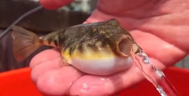 河豚生气鼓起肚子 随即张开嘴就开始吐水 小样子太可爱啦 快资讯 河豚生气鼓起肚子 随即张开嘴就开始吐水 小样子太可爱啦 快资讯