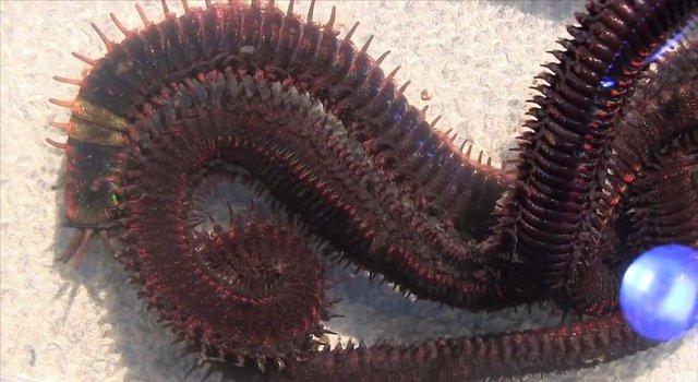 没有天敌的海洋 巨型蜈蚣 瞬间可以捕杀一条大鱼 快资讯 没有天敌的海洋 巨型蜈蚣 瞬间可以捕杀一条大鱼 快资讯