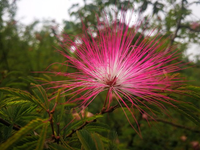 美姿秀色挡不住 香水合欢吐芬芳 花形酷似粉扑 叶如含羞草闭合 快资讯