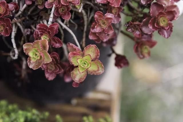 养这些植物很快长满整个花坛 很适合养石板路的缝隙间 快资讯