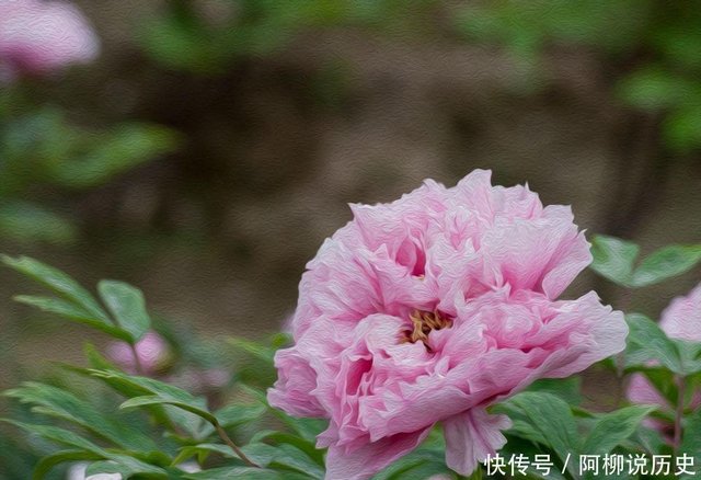 云想衣裳花想容 写得真好 李白 这诗不是给杨贵妃写的 快资讯