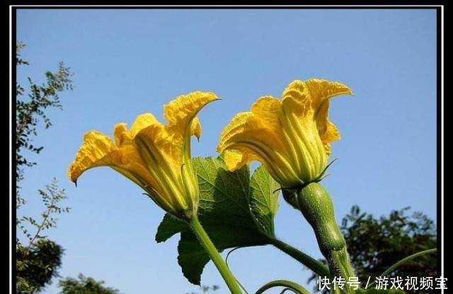 南瓜没有雌花怎么调控 快资讯
