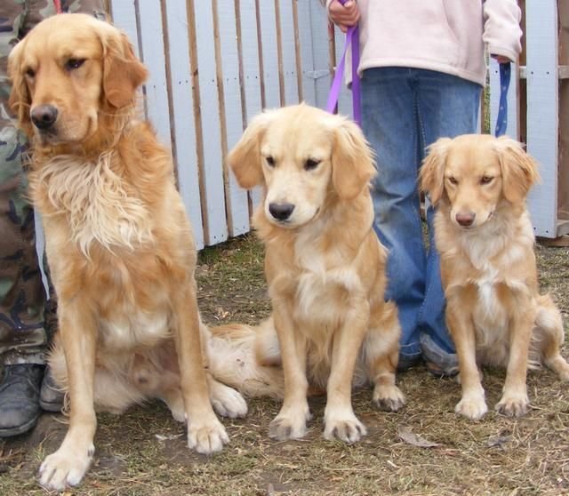 都叫金毛 小一个size就是完全不同的狗狗 带你认识迷你黄金猎犬 快资讯