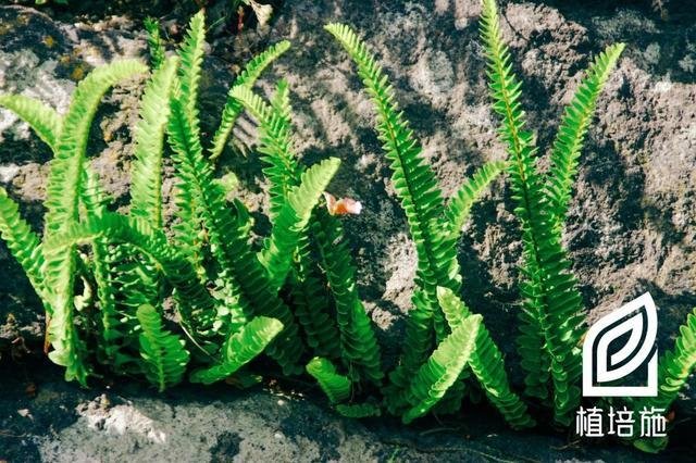 植培施 肾蕨nephrolepis Cordifolia 蕨类花卉栽培手册 快资讯