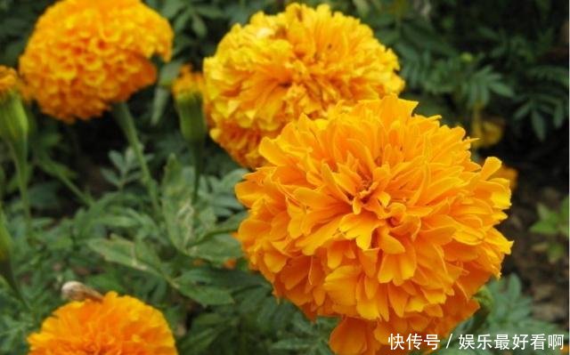 万寿菊花虽然略带臭味 盆栽好多有很多 开花时花朵还能食用 快资讯